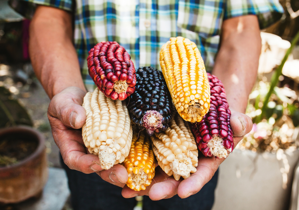 Gastronomía sostenible: cuando el sabor nace de la tierra y la memoria